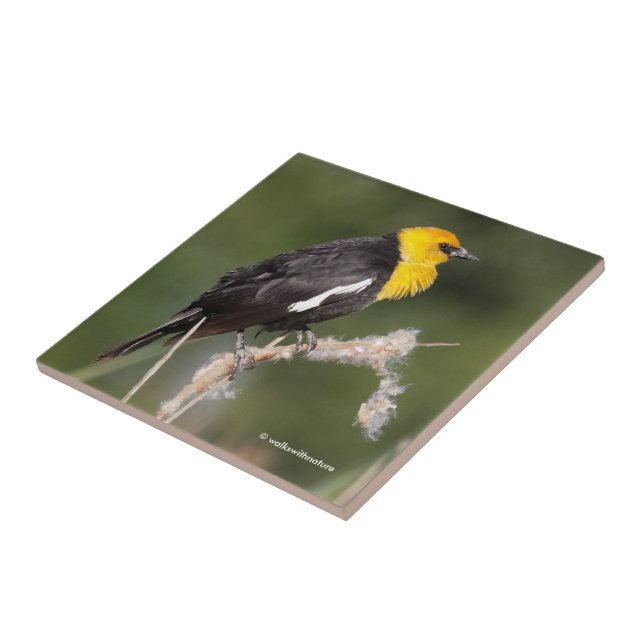 Der gelb geheuerte Schwarzvogel im Sumpf Fliese (Seite)
