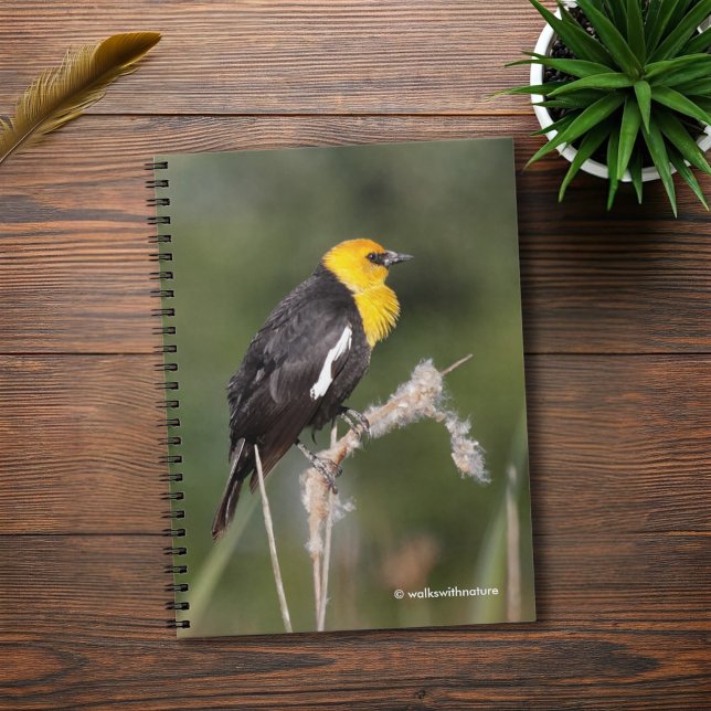 Der gelb geheuerte Schwarzvogel im Sumpf Notizblock (Yellow-Headed Blackbird in the Marsh Journal Cover Photo)