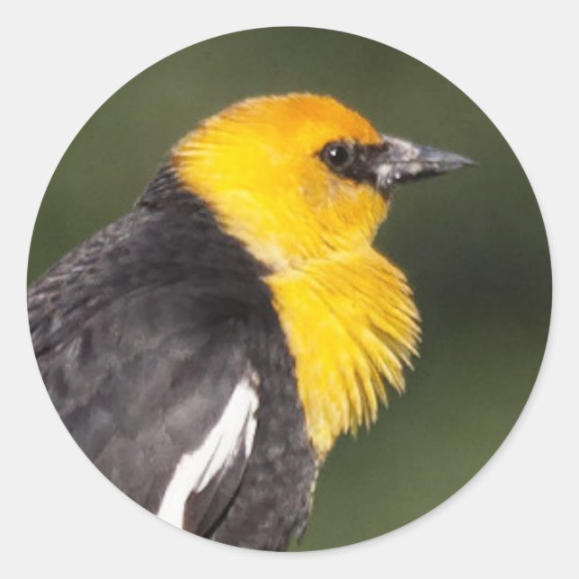 Der gelb geheuerte Schwarzvogel im Sumpf Runder Aufkleber (Vorderseite)