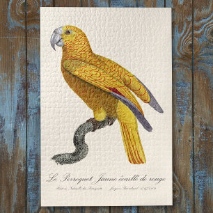 Der Gelbe Papagei schuppt sich rot