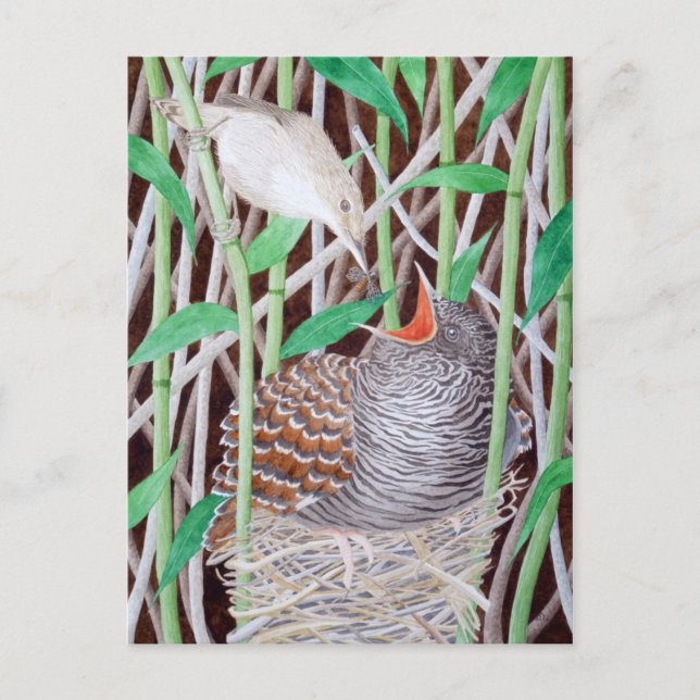 Der gemeinsame Kuckuck Postkarte (Vorderseite)