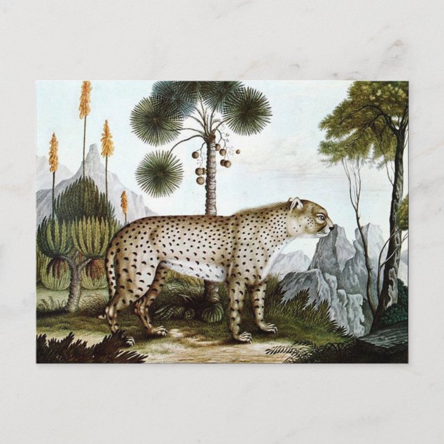Der Gepard oder Der Cheetah (1886) Postkarte (Vorderseite)