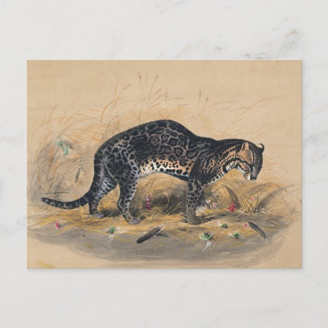 Der Gepardkatze von Joseph Wolf Postkarte (Vorderseite)