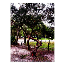 Der geschwungene Baum 1123