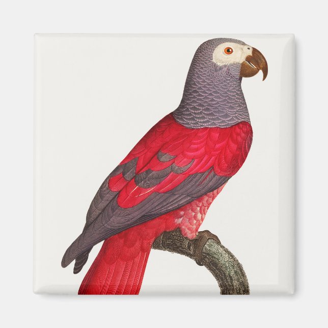 Der graue rote Papagei, Psittacus erithacus Magnet (Vorne)
