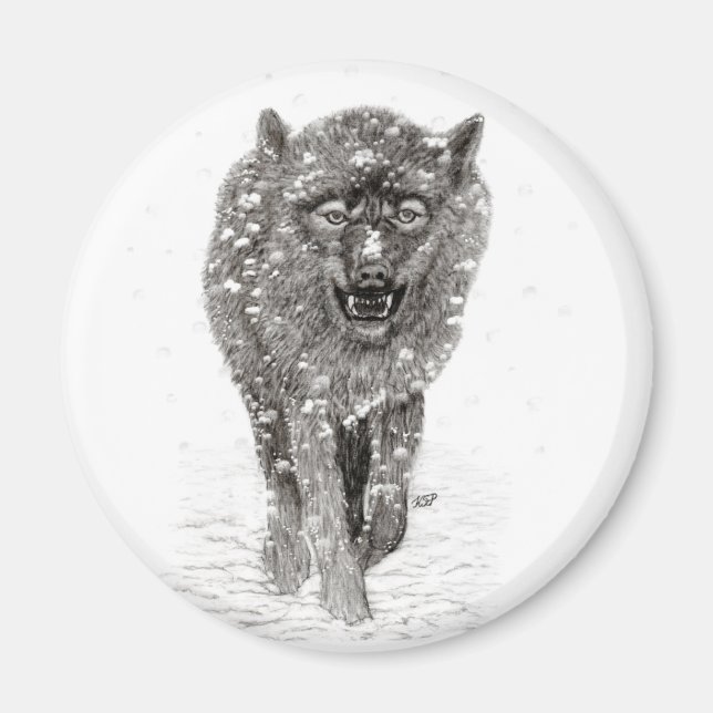 Der graue Schwarze Wolf im Schnee , der wilde Wint Magnet (Vorne)