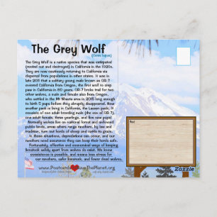 Der graue Wolf ist gefährdet FEBhh w/o oben Postkarte