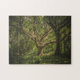 Der große alte Baum im Wald
