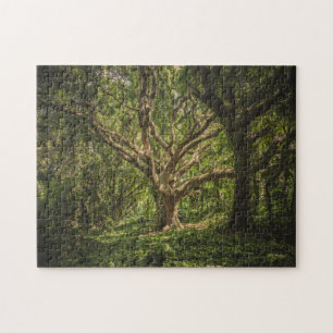 Der große alte Baum im Wald