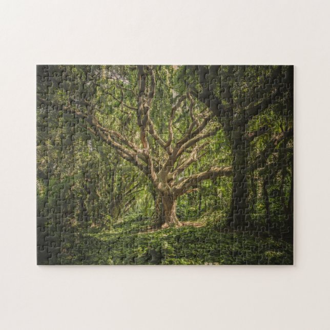 Der große alte Baum im Wald (Horizontal)