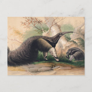Der Große Ameisenbär von Joseph Wolf Postkarte