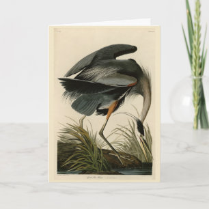 Der große Blaue Heron von Audubons Vögeln Amerikas Karte