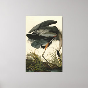Der große Blaue Heron von Audubons Vögeln Amerikas Leinwanddruck