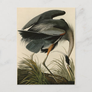 Der große Blaue Heron von Audubons Vögeln Amerikas Postkarte