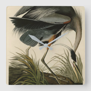 Der große Blaue Heron von Audubons Vögeln Amerikas Quadratische Wanduhr