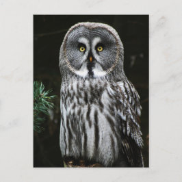 Der große graue Owl-Kanal Postkarte