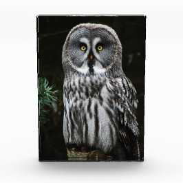 Der große graue Owl-Zyklus Fotoblock