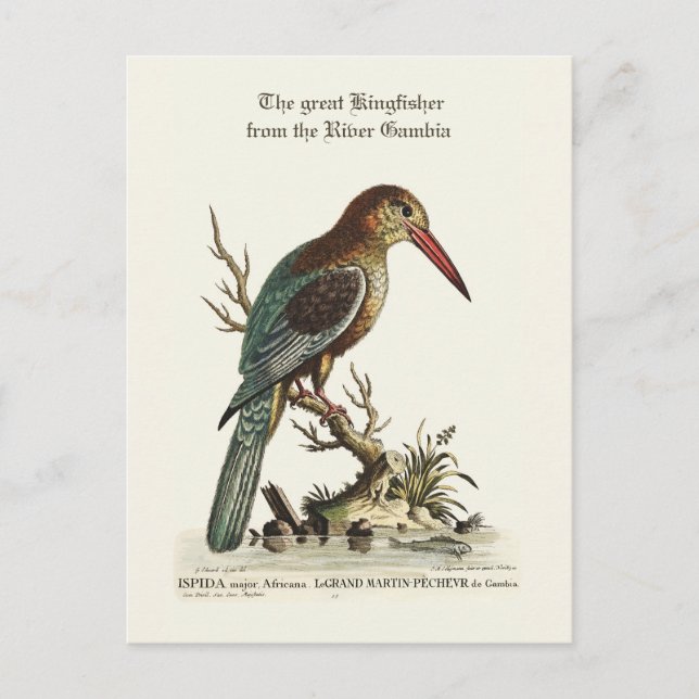 Der große Kingfisher aus dem Fluss Gambia Postkarte (Vorderseite)
