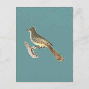 Der Große Königvogel (Tyrannus crinitus) Postkarte