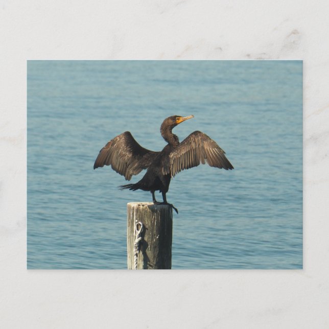 Der große Kormoran Postkarte (Vorderseite)