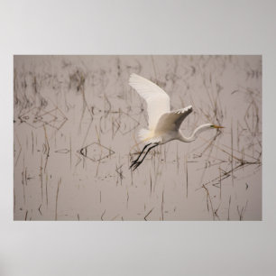 Der Große Silberreiher 36 x 24 Archivpapier (Matt) Poster