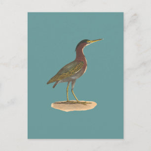 Der Grüne Heron oder Poke (Ardea virescens) Postkarte