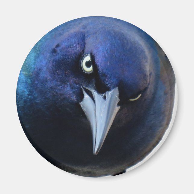 Der gry Grackle Magnet (Vorne)