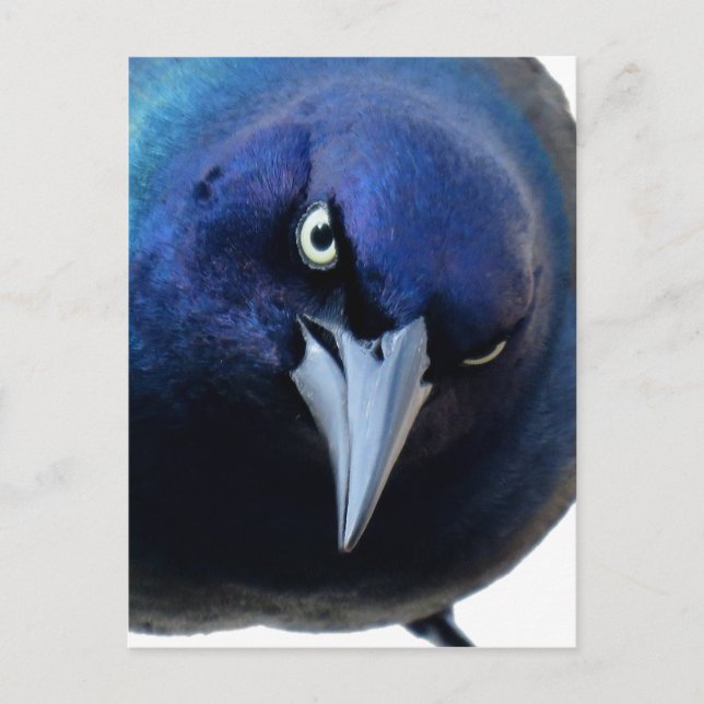 Der gry Grackle Postkarte (Vorderseite)