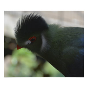 DER GUINEA-TURAKO-FOTODRUCK FOTODRUCK