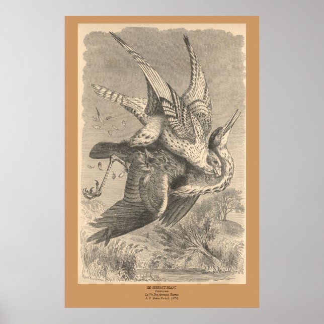 Der Gyrfalcon Poster (Vorne)