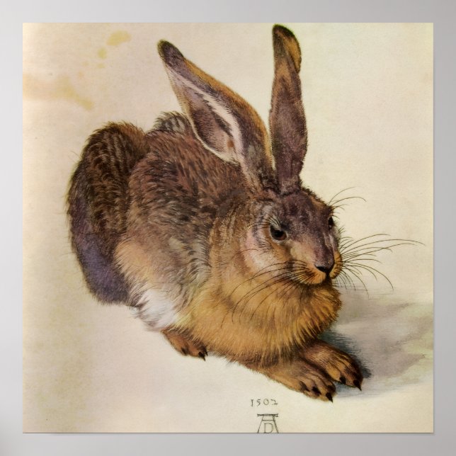 DER HASE ( Junger Hase ) Poster (Vorne)