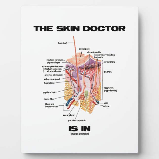 Der Hautarzt ist in (Anatomie Dermatologie). Fotoplatte (Vorderseite)