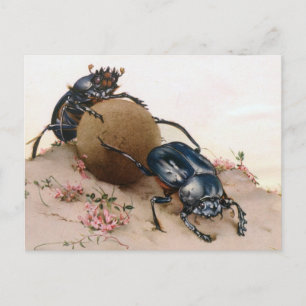 DER HEILIGE KÄFER 2 POSTKARTE