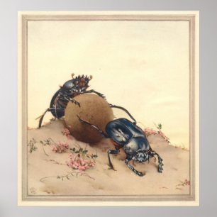 Der HEILIGE KÄFER - Insekten-Buchillustration Poster