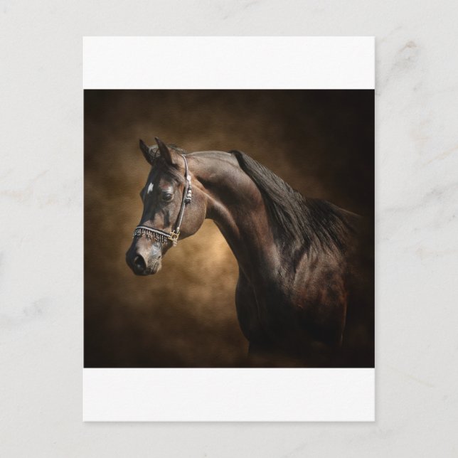 Der Hengst Postkarte (Vorderseite)