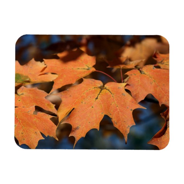 Der Herbst hinterlässt ein flexibles Magnet (Horizontal)