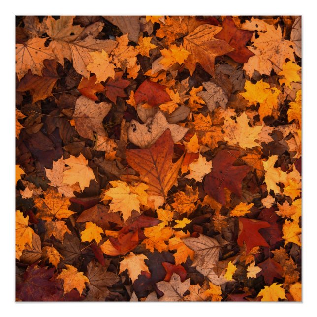 der Herbst Poster (Vorderseite)