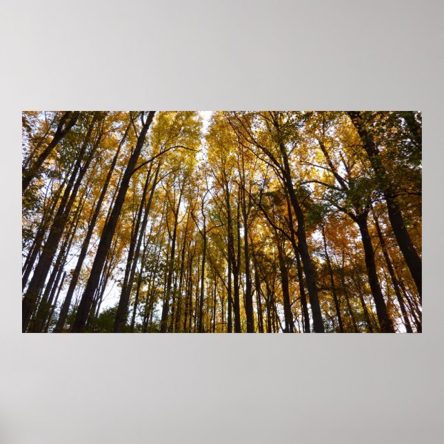 Der Herbst verlässt die Natur am Morgen Poster (Vorne)
