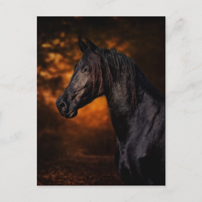 Der Herbsthengst Postkarte (Vorderseite)