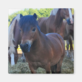 Der Herdmaster Maganet Magnet