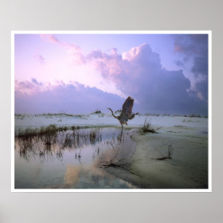 Der Heron fliegt, die Insel Santa Rosa Poster