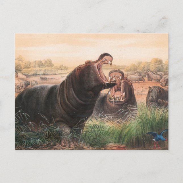 Der Hippopotamus von Joseph Wolf Postkarte (Vorderseite)