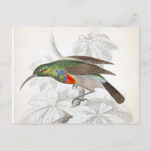 Der Hummingvogel Postkarte