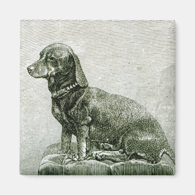 Der Hund Jacob Magnet (Vorne)