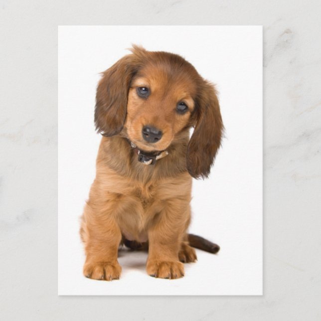 der Hund Postkarte (Vorderseite)