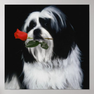 Der Hund Shih Tzu Poster
