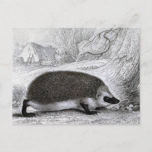 "Der Igel" Postkarte