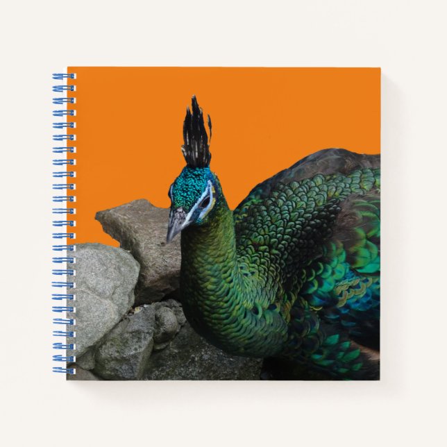 Der indonesische Pfau Nah die Kust auf. Notizbuch (Vorderseite)