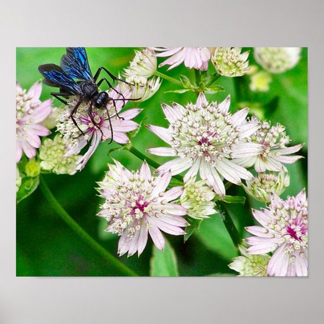 Der irideszierende Abfall auf Blume Nah Poster (Vorne)