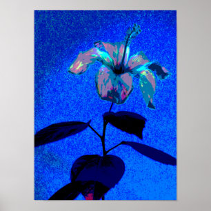 Der irrisierende Hibiskus blüht blau pink Poster